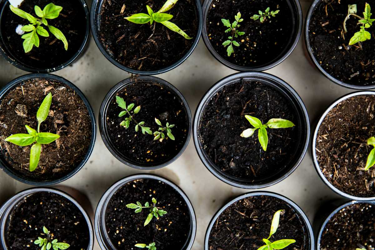 Create a Self-Sufficient Home Kitchen with This Ultimate Guide from Seed to Supper