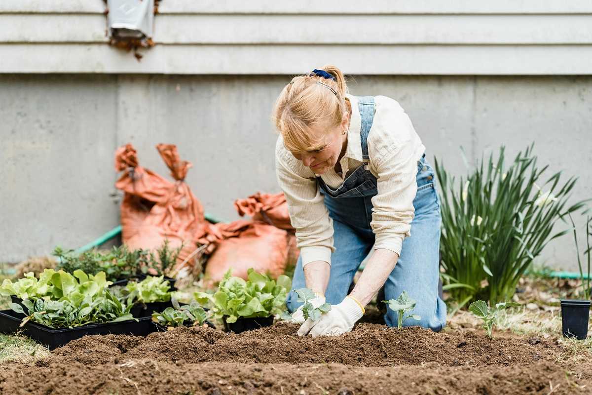 Cultivate a Profitable Herb Garden for Your Culinary Ventures by Turning Your Backyard into a Business