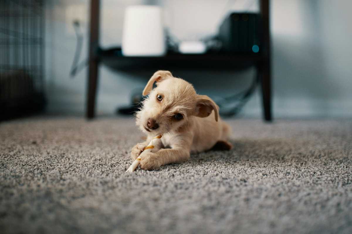 Turn Your Passion for Pet Photography into a Lucrative Home Business