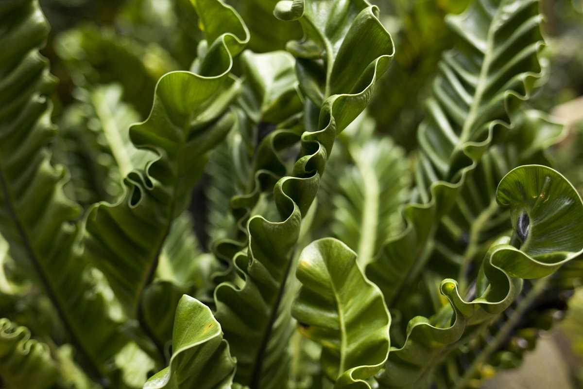 Turn Homegrown Herbs into Gourmet Dishes